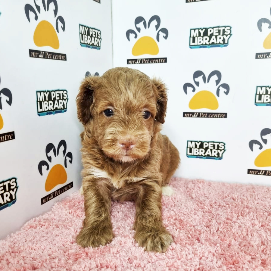 Toy Poodle Puppy (Female) For Sale