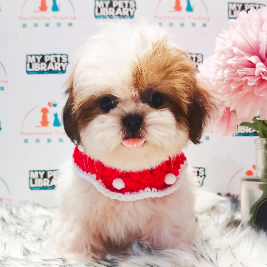Shih Tzu Puppy (Female) For Sale