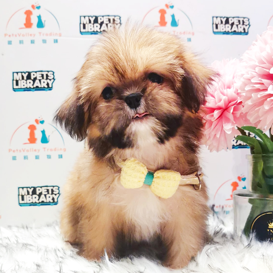 Shihpoo Puppy (Female) For Sale