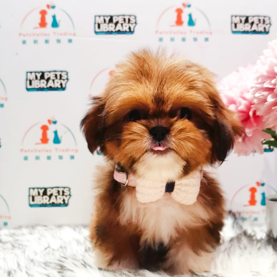 Shihpoo Puppy (Female) For Sale