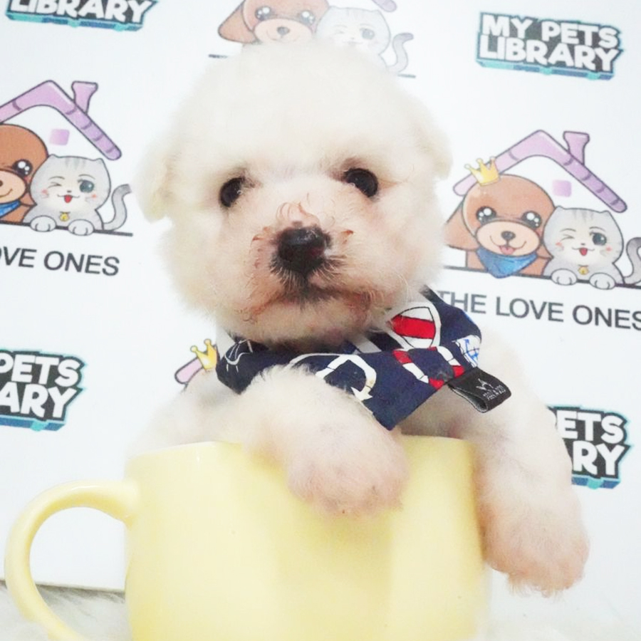 Tiny Poodle Puppy (Male) For Sale