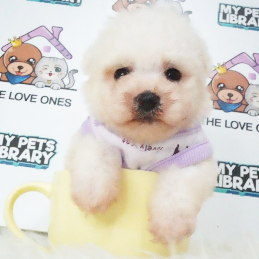 Tiny Poodle Puppy (Female) For Sale