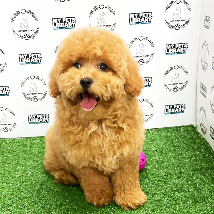 Miniature Poodle Puppy (Female) For Sale