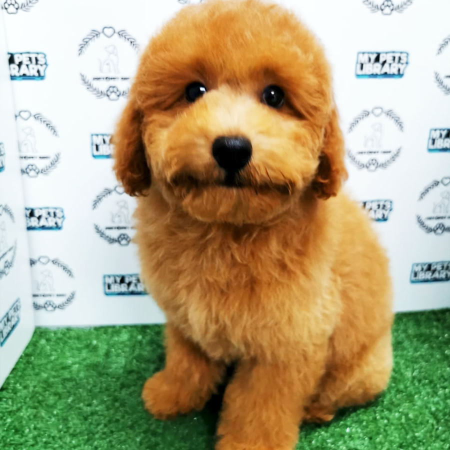 Miniature Poodle Puppy (Male) For Sale