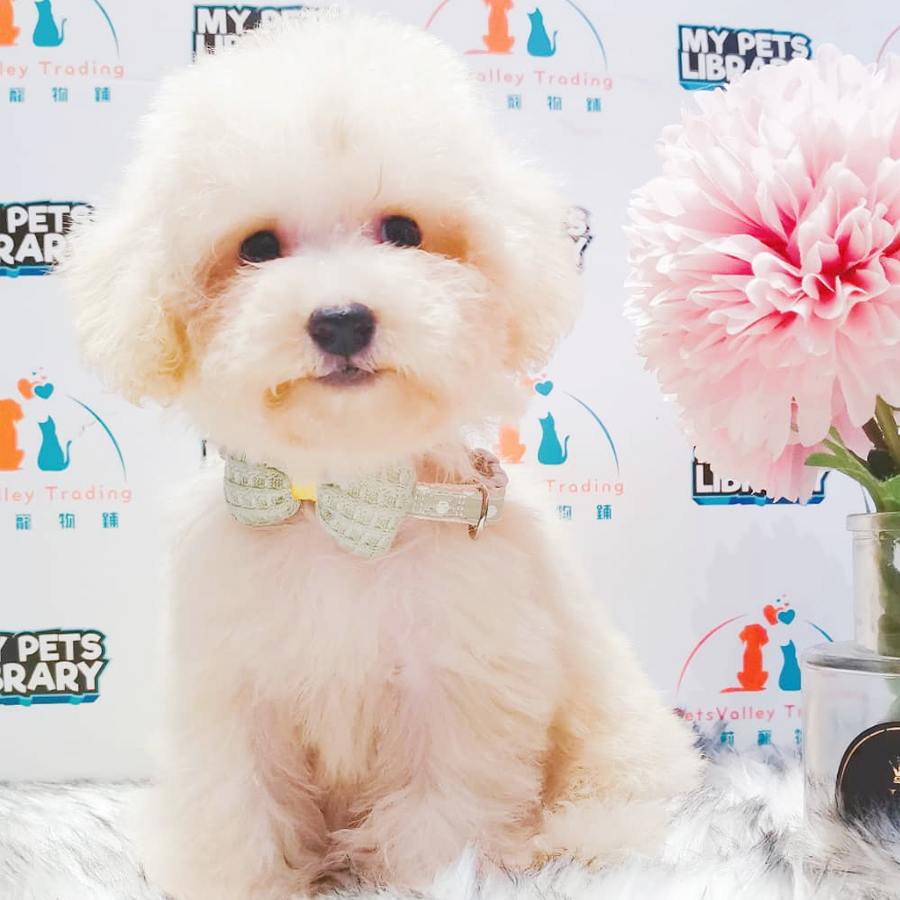 Toy Poodle Puppy (Female) For Sale