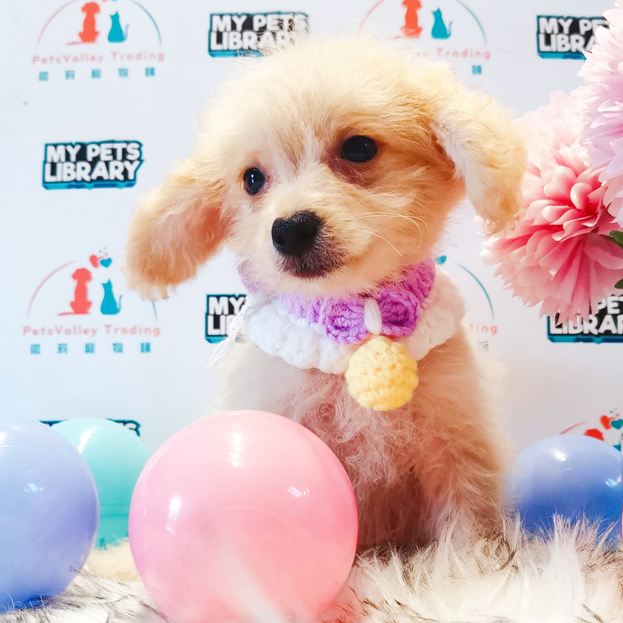 Toy Poodle Puppy (Male) For Sale