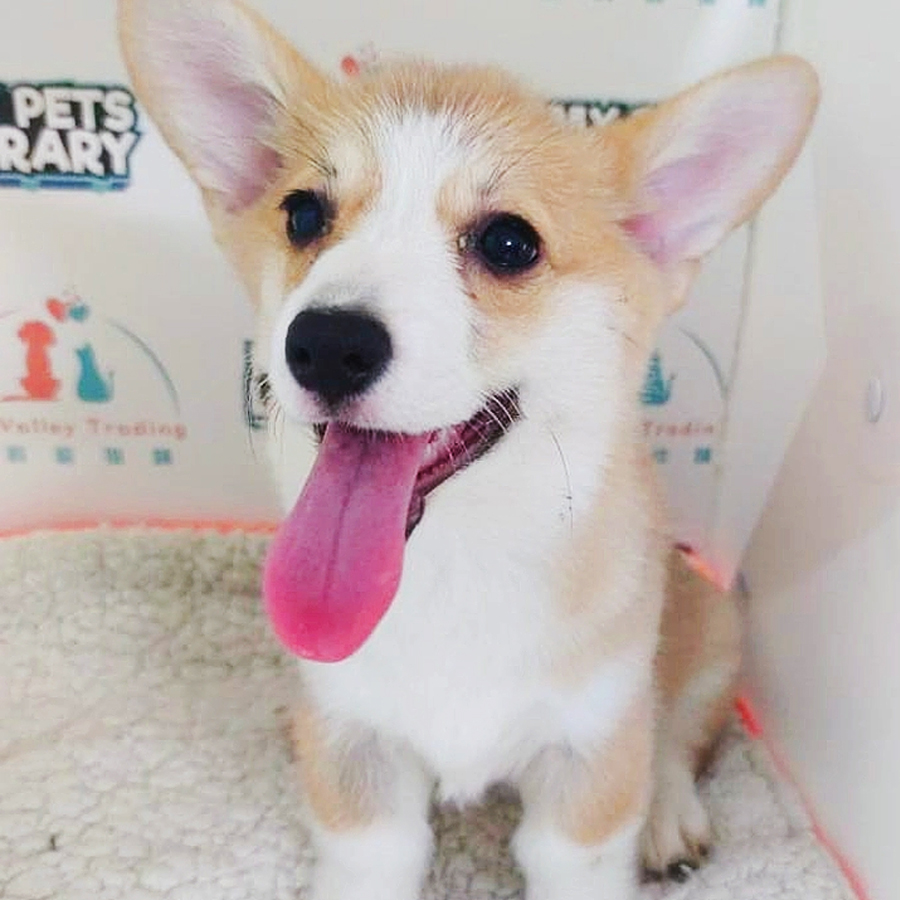 Welsh Corgi Puppy (Female) For Sale