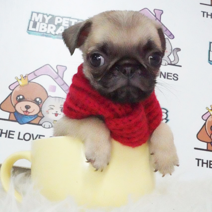 Pug Puppy (Male) For Sale