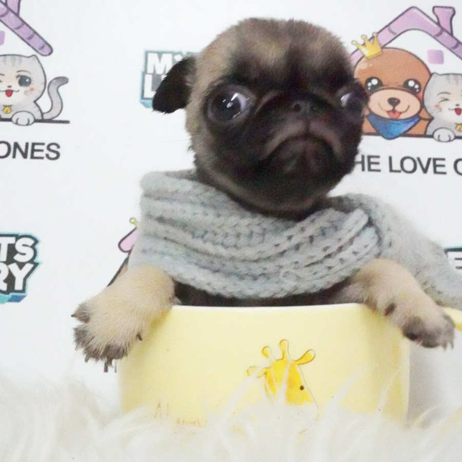 Pug Puppy (Male) For Sale