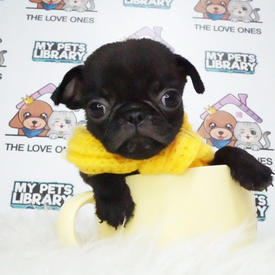 Pug Puppy (Male) For Sale