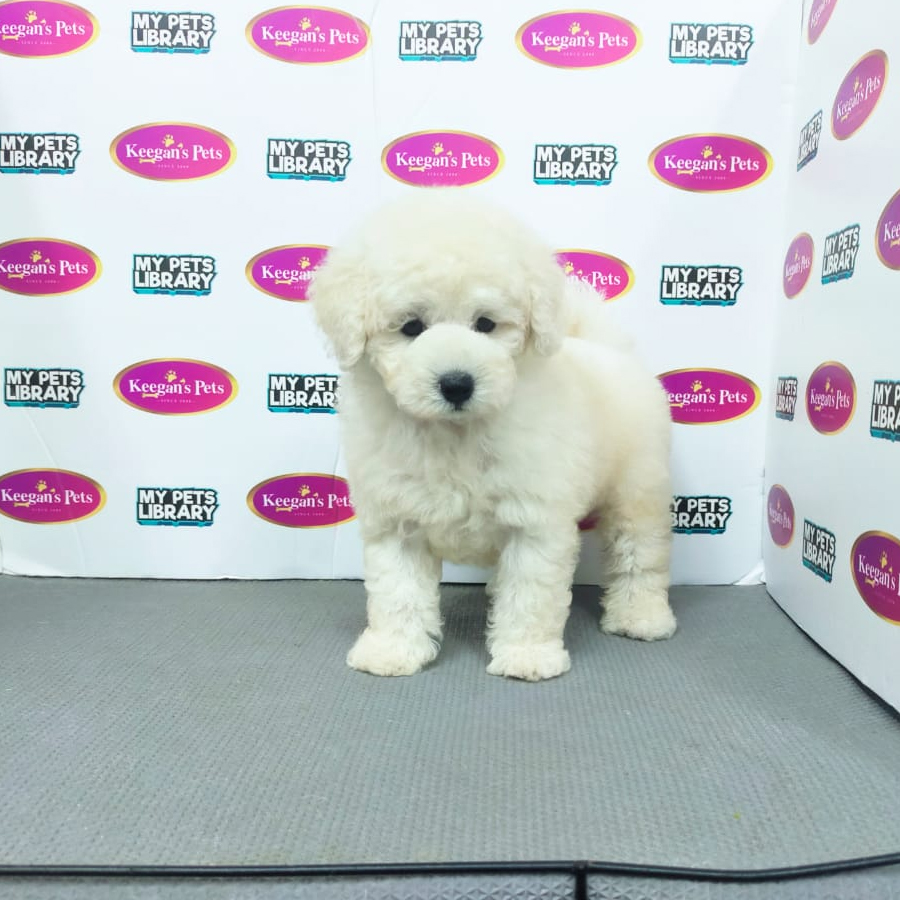 MKA Toy Poodle Puppy (Male) For Sale