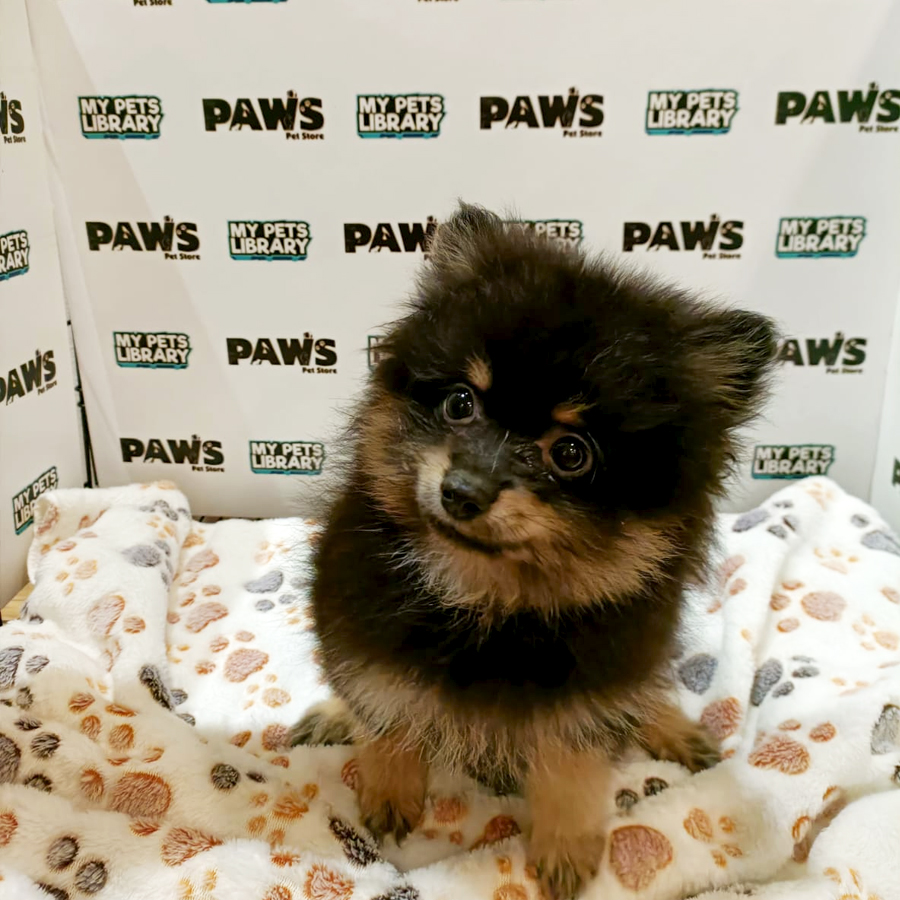 Pomeranian Puppy (Male) For Sale