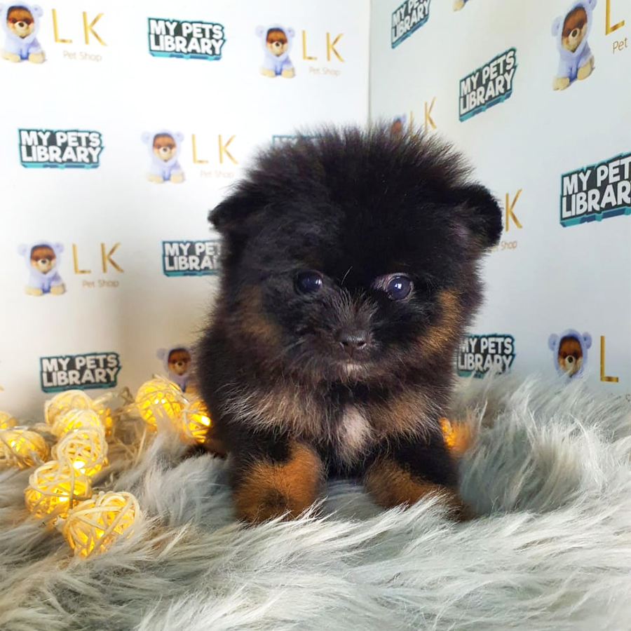Pomeranian Puppy (Male) For Sale