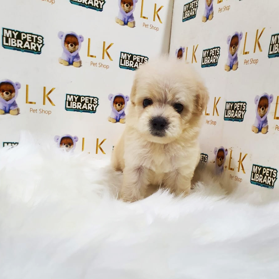 Toy Poodle Puppy (Male) For Sale