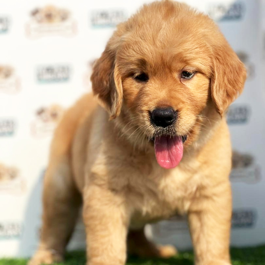 Golden Retriever Puppy (Female) For Sale