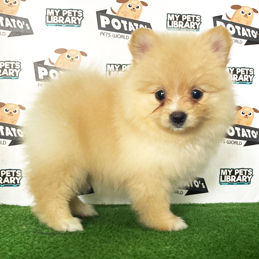 Pomeranian Puppy (Female) For Sale