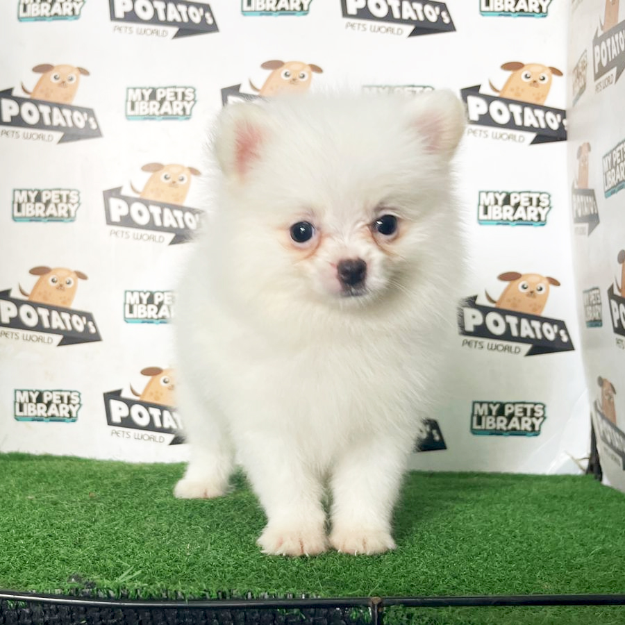 Pomeranian Puppy (Male) For Sale