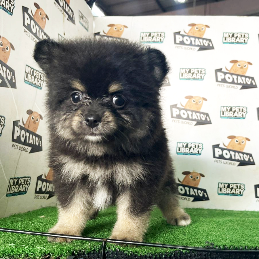 Pomeranian Puppy (Male) For Sale