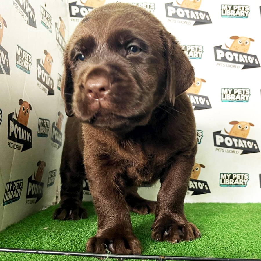 Labrador Puppy (Male) For Sale