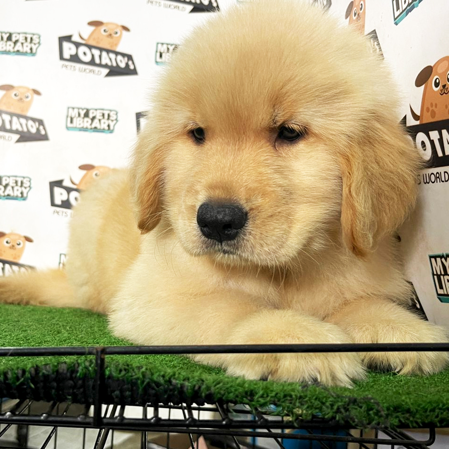 Golden Retriever Puppy (Female) For Sale