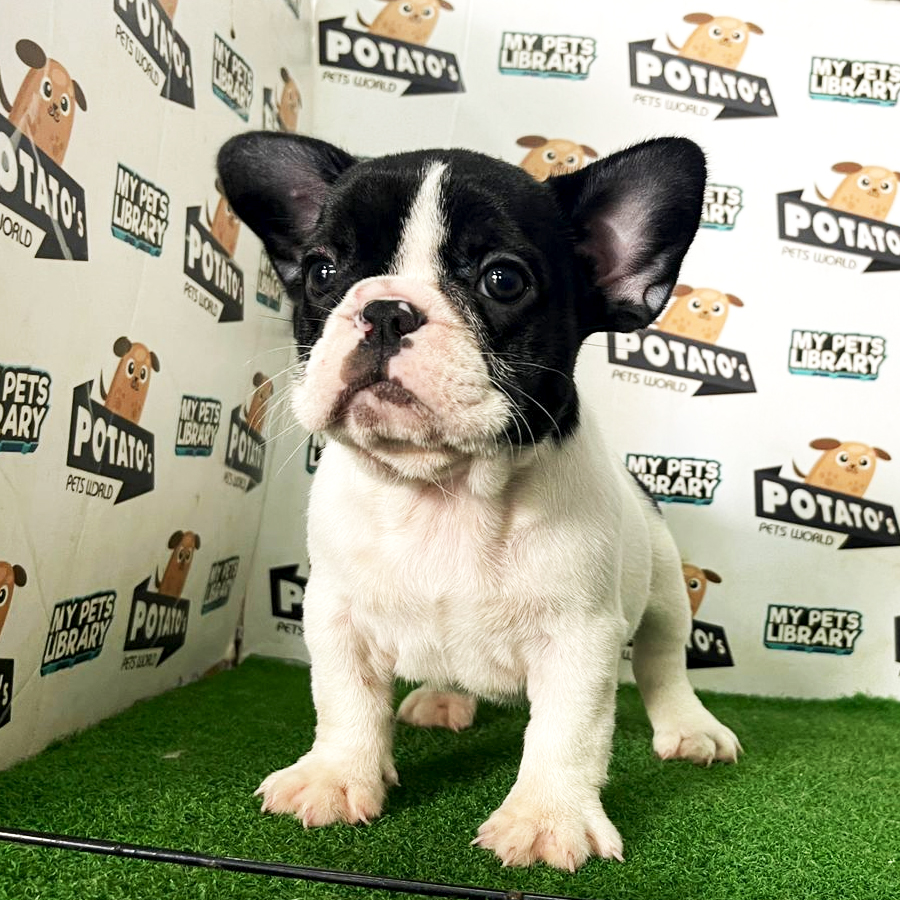 French Bulldog Puppy (Female) For Sale