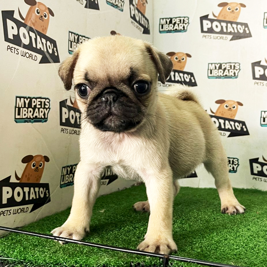 Pug Puppy (Female) For Sale