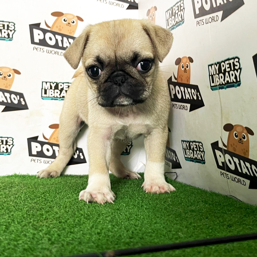 Pug Puppy (Female) For Sale