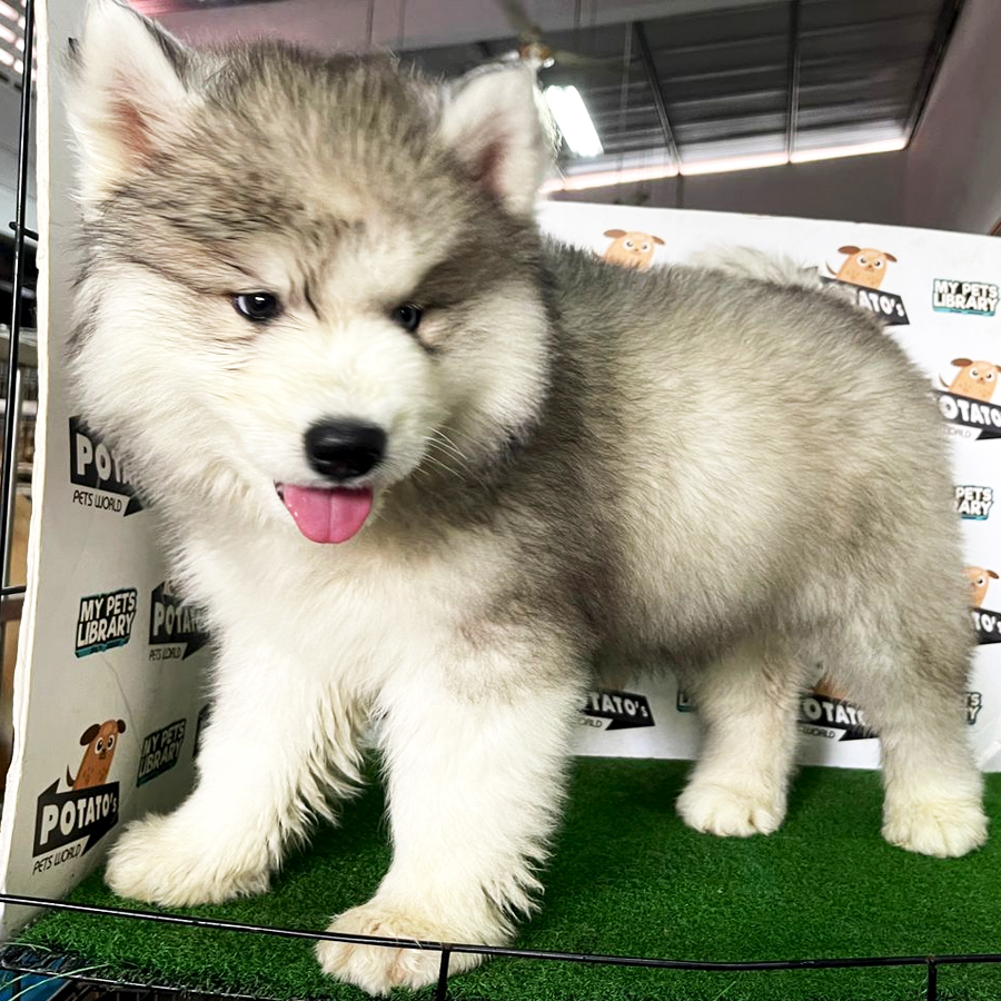 Wooly Husky Puppy (Female) For Sale