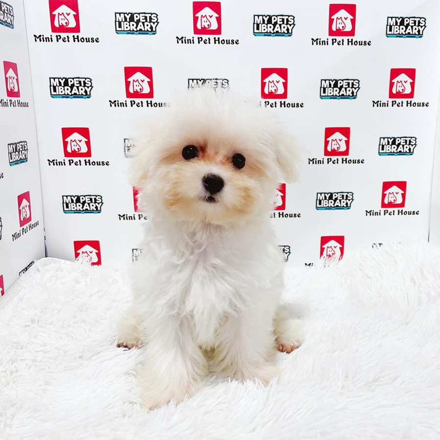 (East Malaysia) Maltese Puppy (Male) For Sale