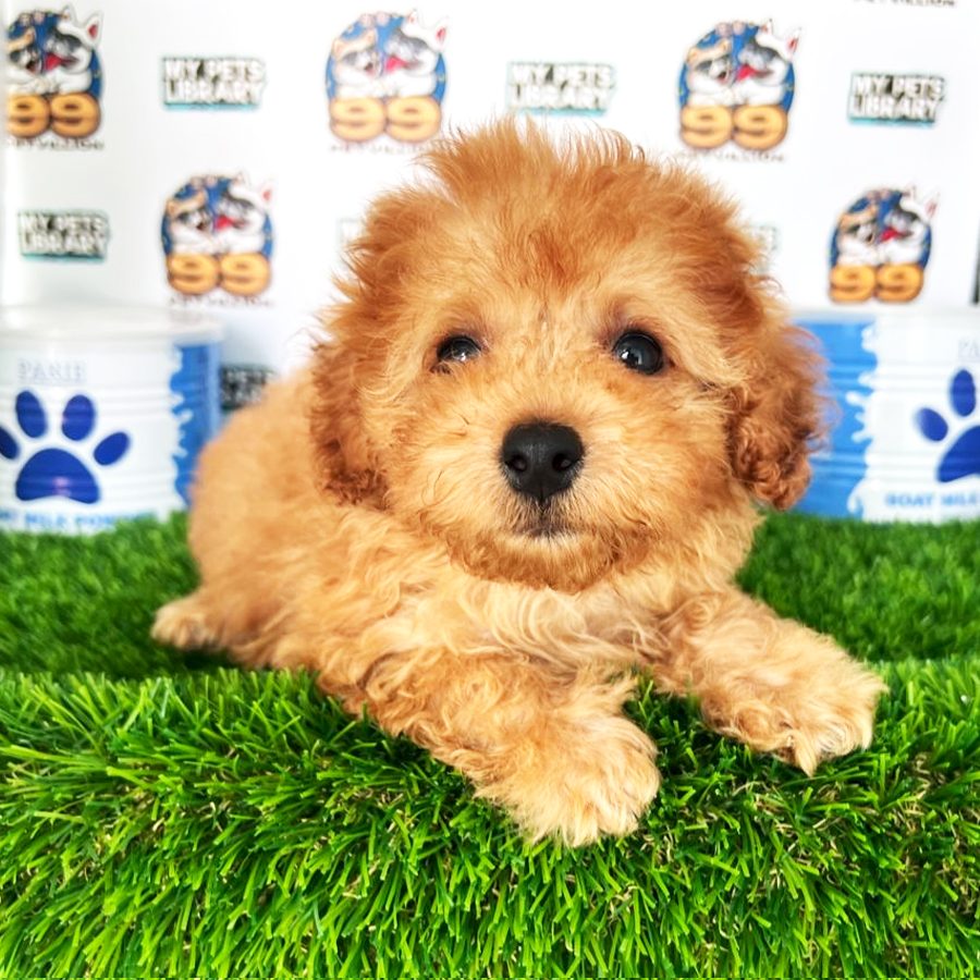 Shihpoo Puppy (Male) For Sale
