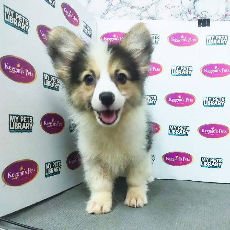 MKA Pembroke Welsh Corgi Puppy (Female) For Sale