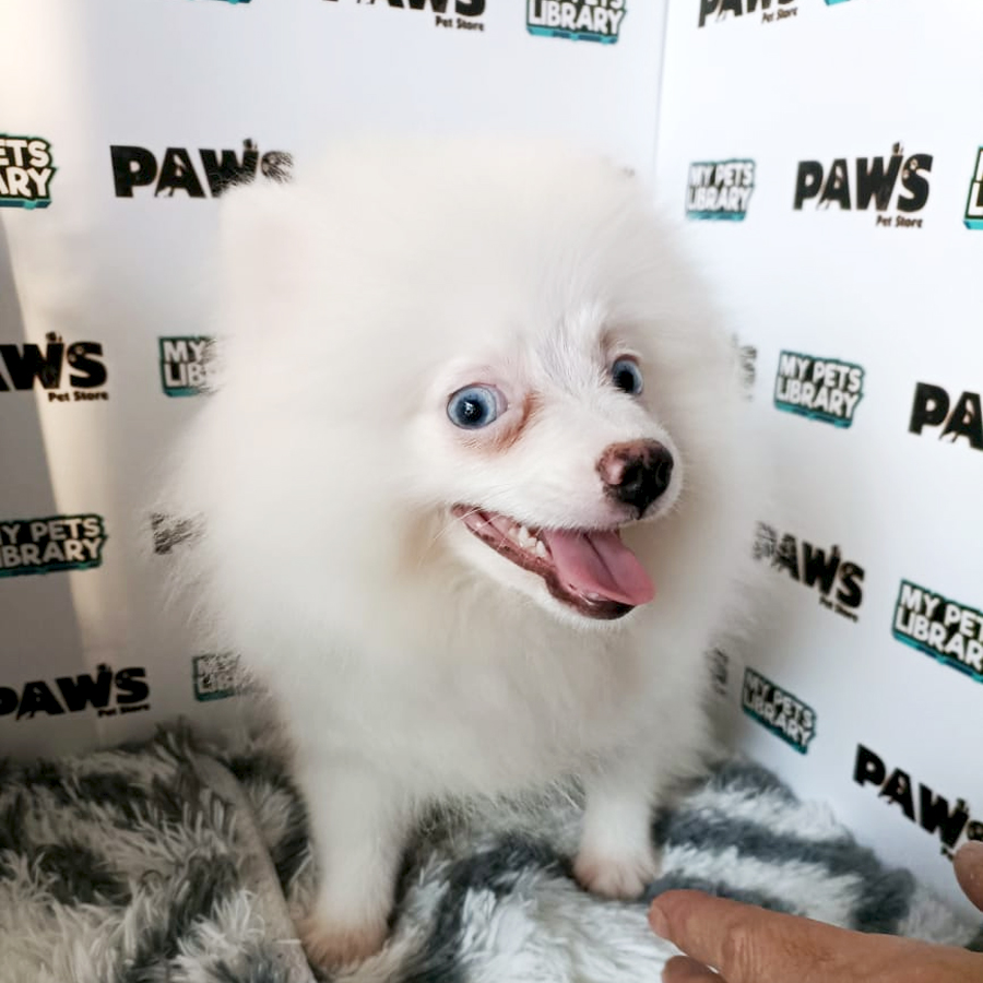 Pomeranian Puppy (Male) For Sale
