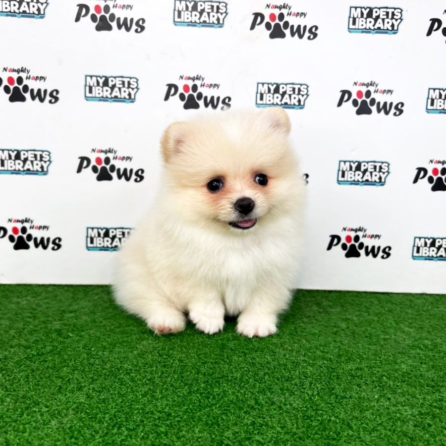 Pomeranian Puppy (Male) For Sale