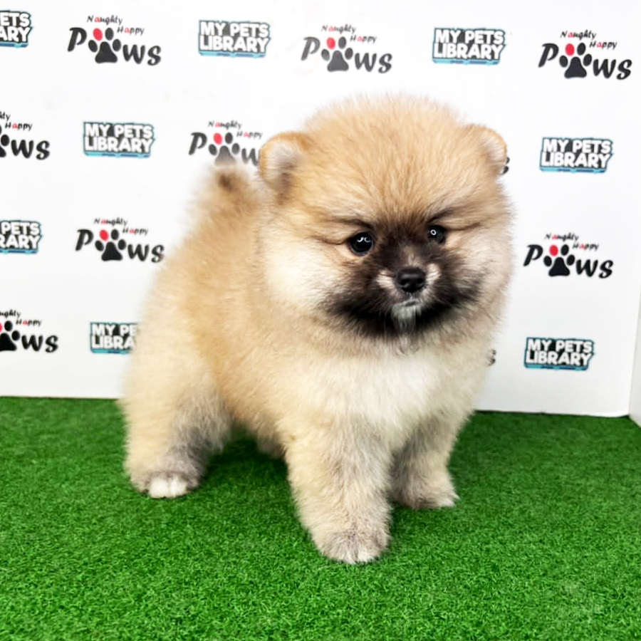 Pomeranian Puppy (Female) For Sale