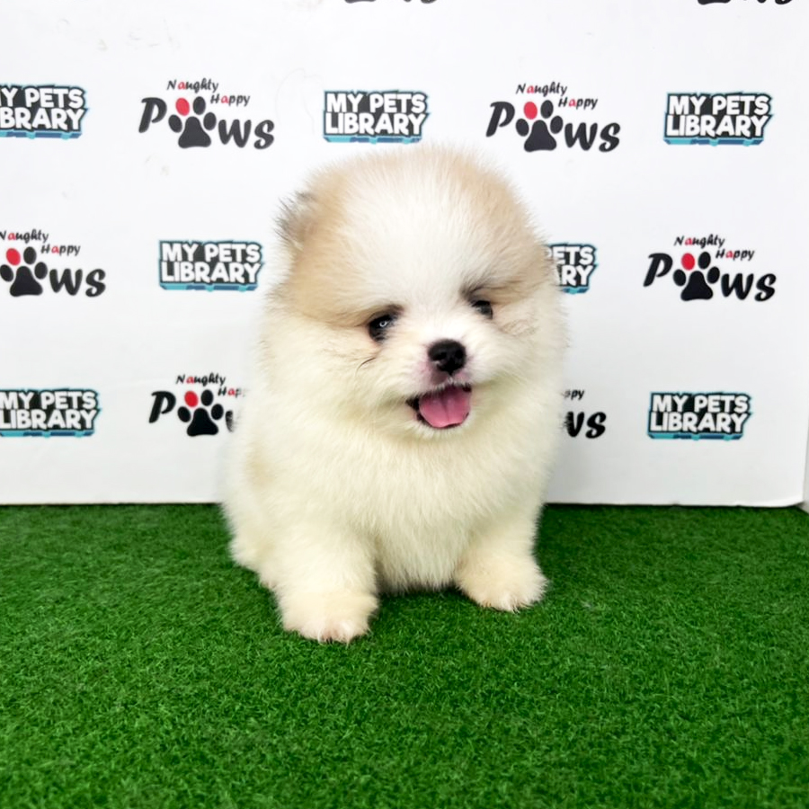 Pomeranian Puppy (Male) For Sale