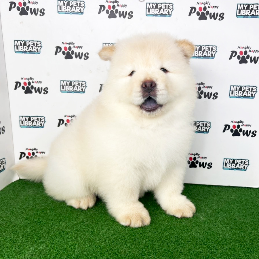 Chow Chow Puppy (Female) For Sale