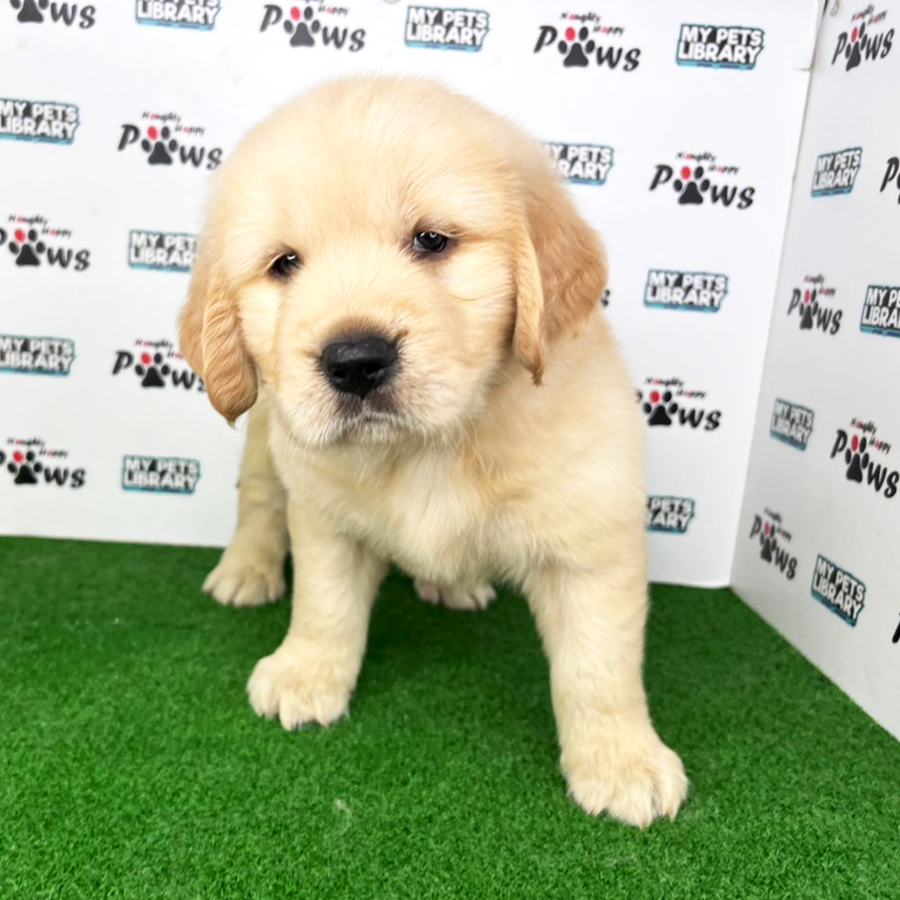 Golden Retriever Puppy (Male) For Sale