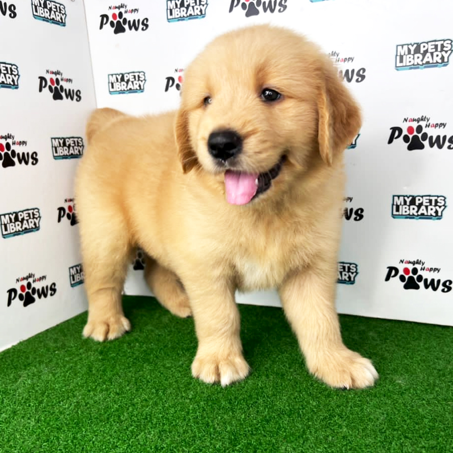Golden Retriever Puppy (Male) For Sale