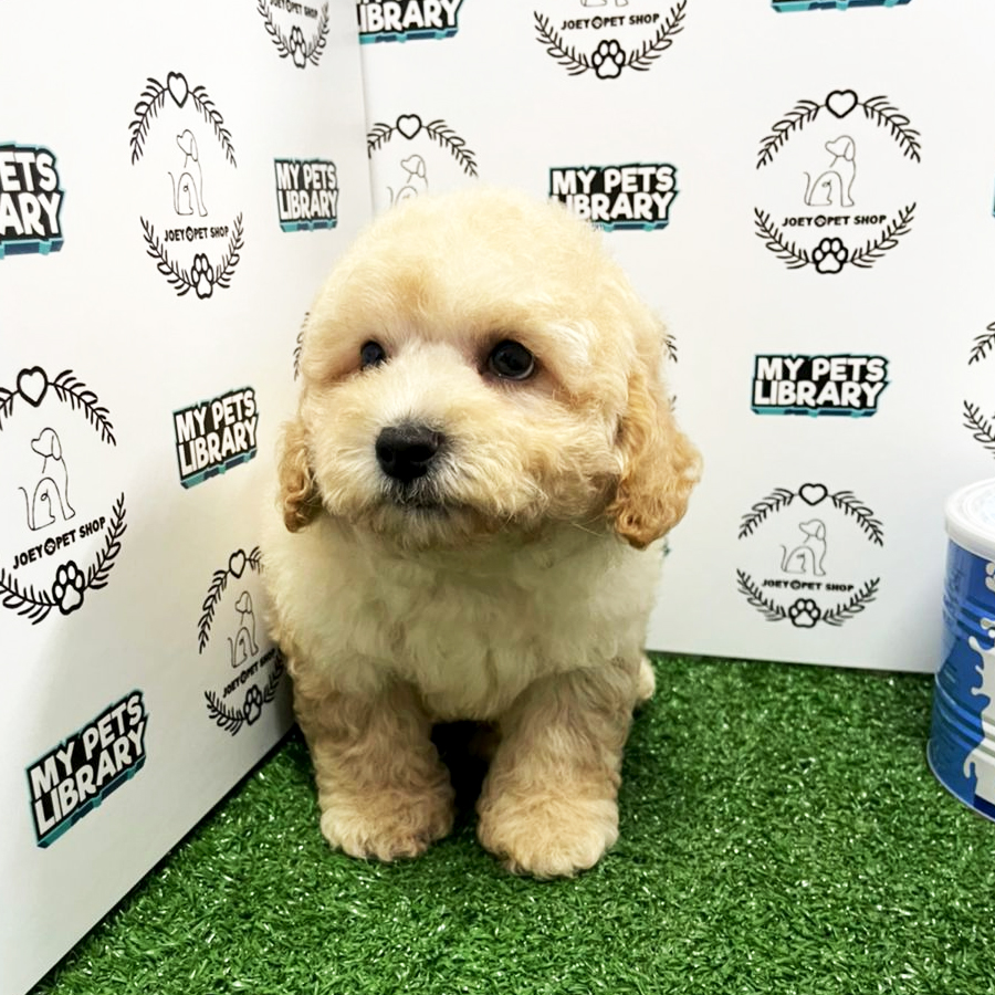 Toy Poodle Puppy (Male) For Sale