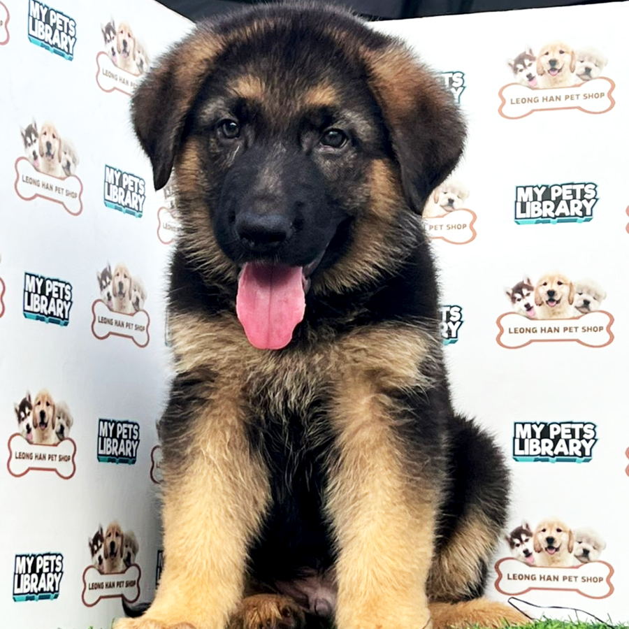 German shepherd Puppy (Male) For Sale