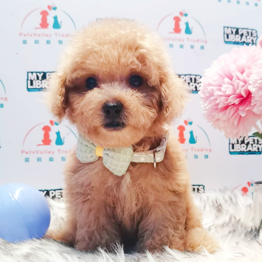 Toy Poodle Puppy (Female) For Sale