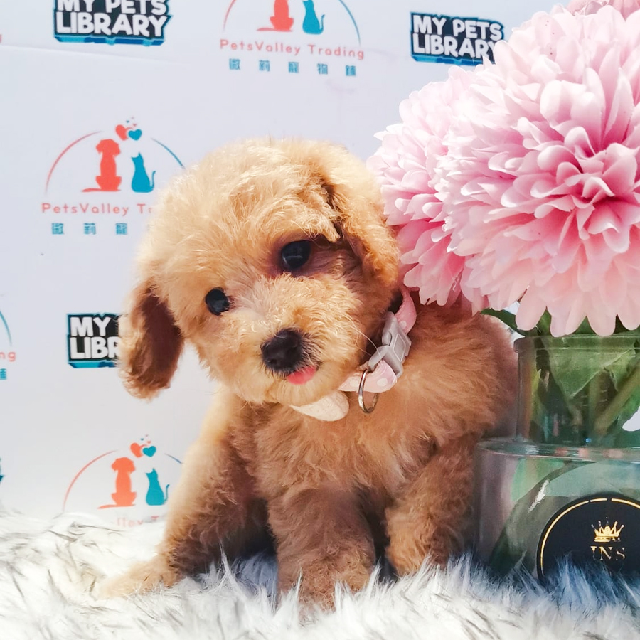 Toy Poodle Puppy (Female) For Sale