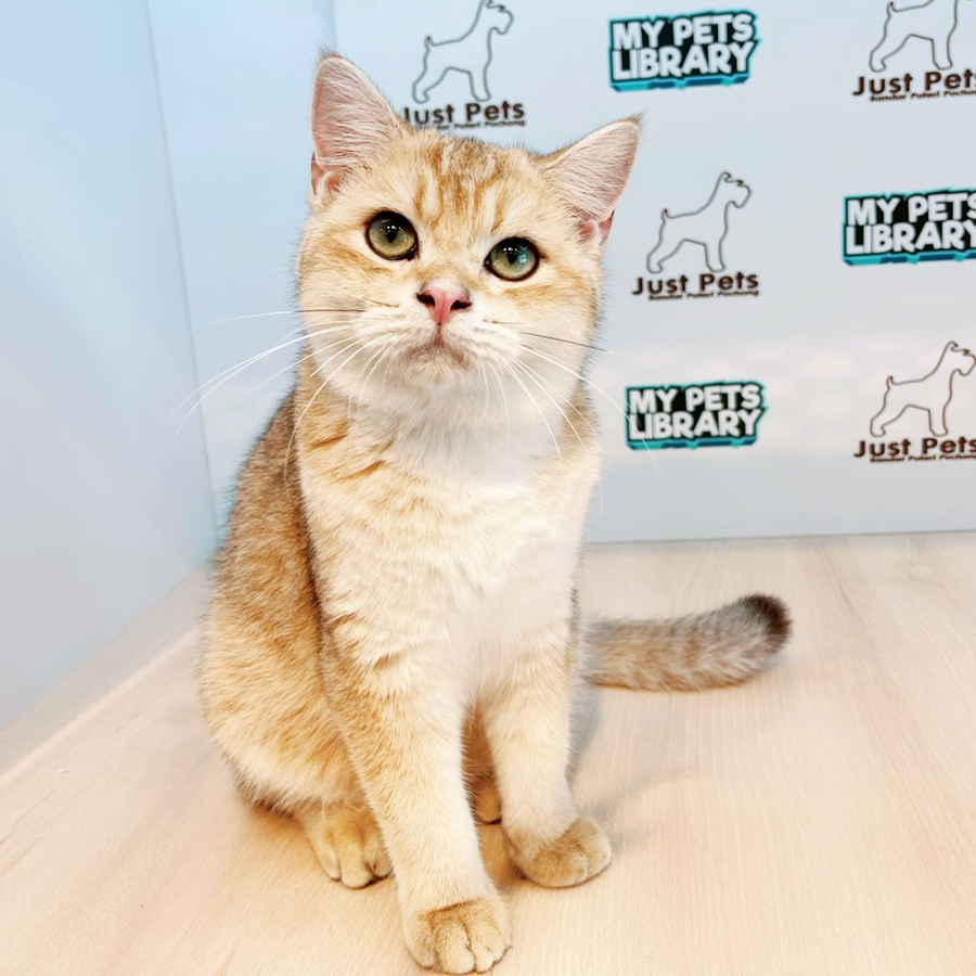 British Shorthair Kitten (Male) For Sale
