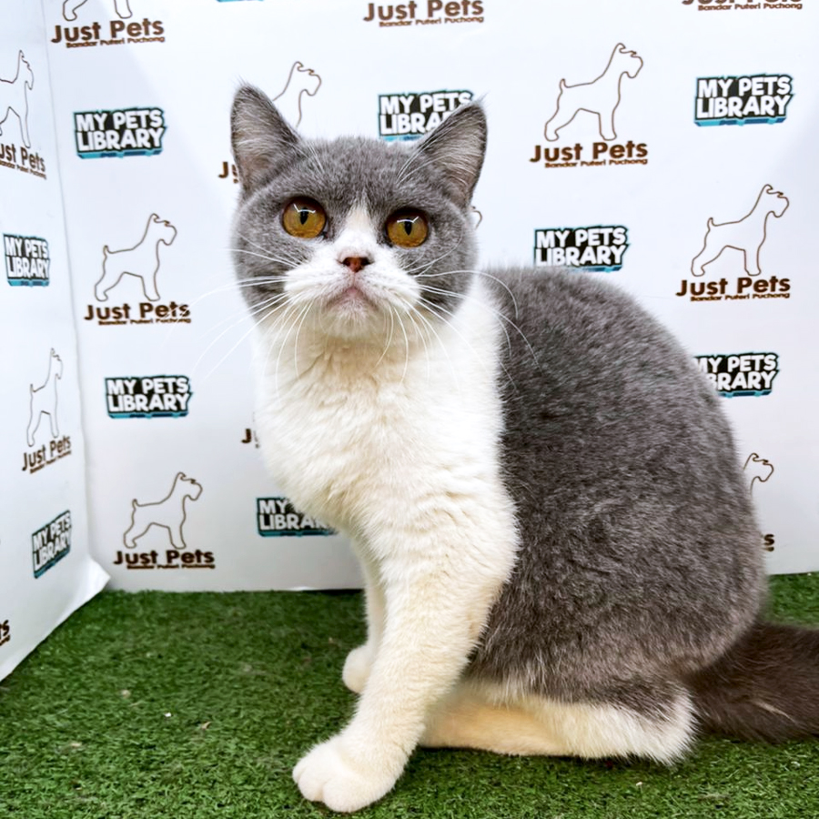 British Shorthair Kitten (Female) For Sale