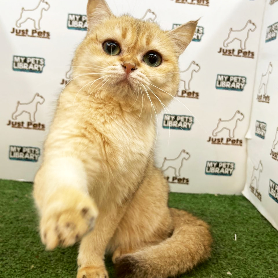British Shorthair Kitten (Female) For Sale