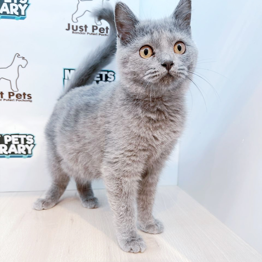 British Shorthair Kitten (Female) For Sale