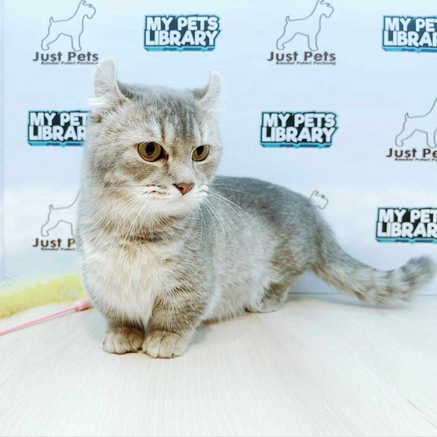 Kinkalow Kitten (Male) For Sale