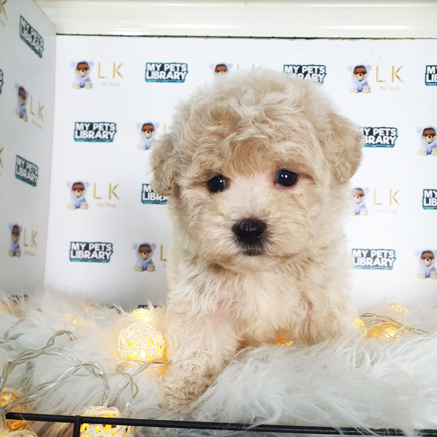 Toy Poodle Puppy (Male) For Sale