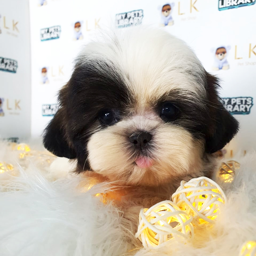 Shih Tzu Puppy (Female) For Sale