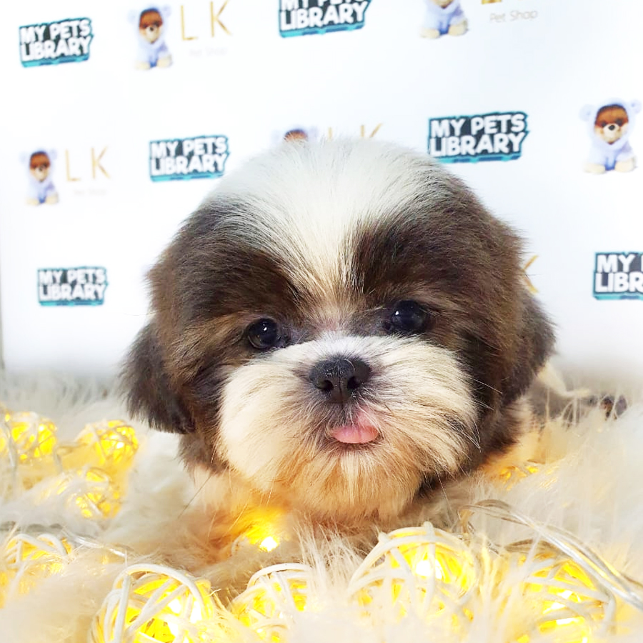 Shih Tzu Puppy (Male) For Sale
